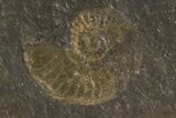 Dactylioceras Ammonite Cluster - Posidonia Shale, Germany #79312-1